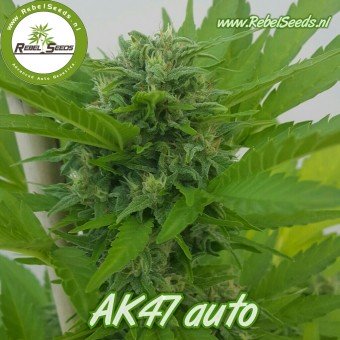 AK47 autoflower, regular.