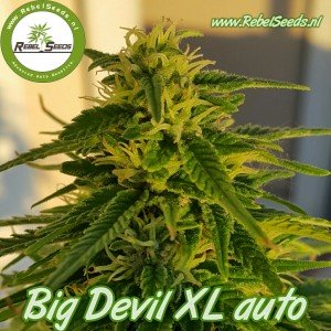 Big Devil XL autoflower, regulier.