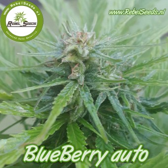 Blueberry autoflower , regular.