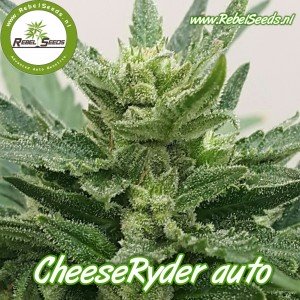 CheeseRyder autoflower, regulier.