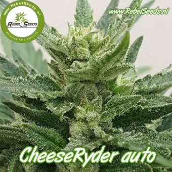 CheeseRyder autoflower, regular.