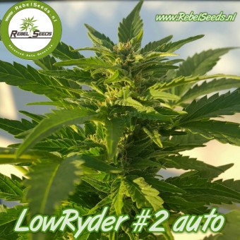 Lowryder #2 autoflower, regulier.