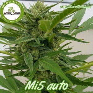 Mi5 autoflower, regulier.