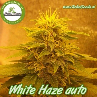 White Haze autoflower, regulier.